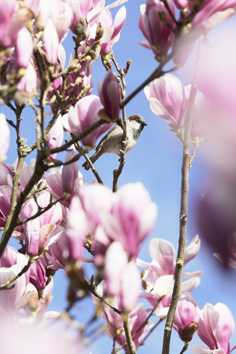 Fläckematte – Fundraising