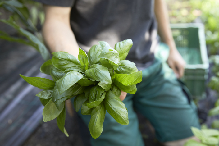 Gmues Matli – Juni 2024