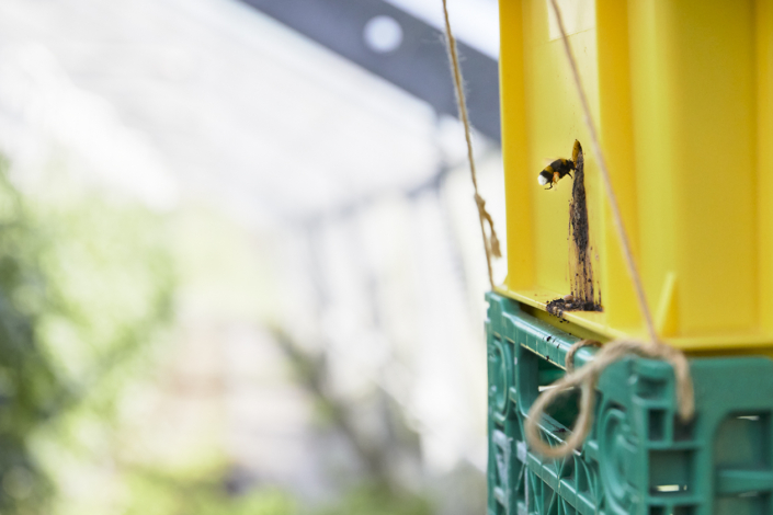 Gmues Matli – Juni 2024