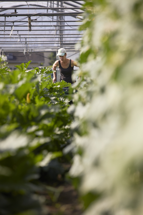 Gmues Matli – Juni 2024