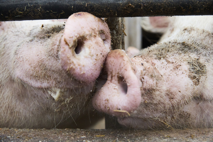 Bio Suisse – Jahresmedienkonferenz